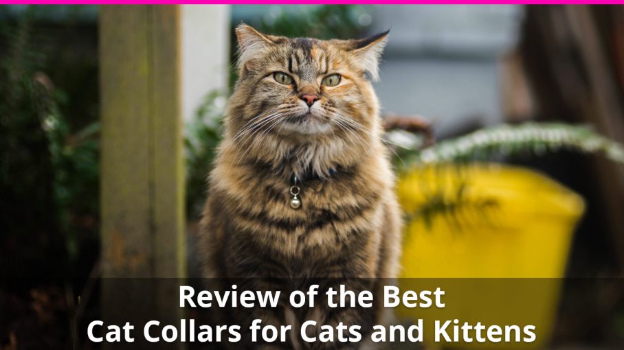 collars for cats that hate collars