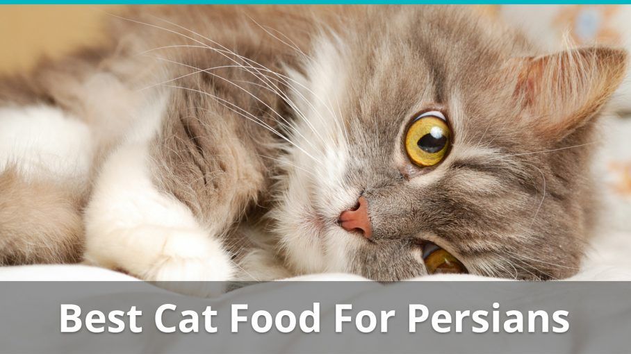 persian cat diet