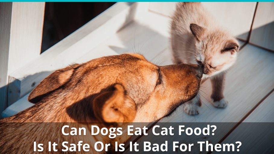 can puppies eat kitten food