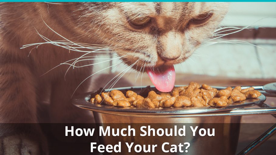 feeding cats only wet food