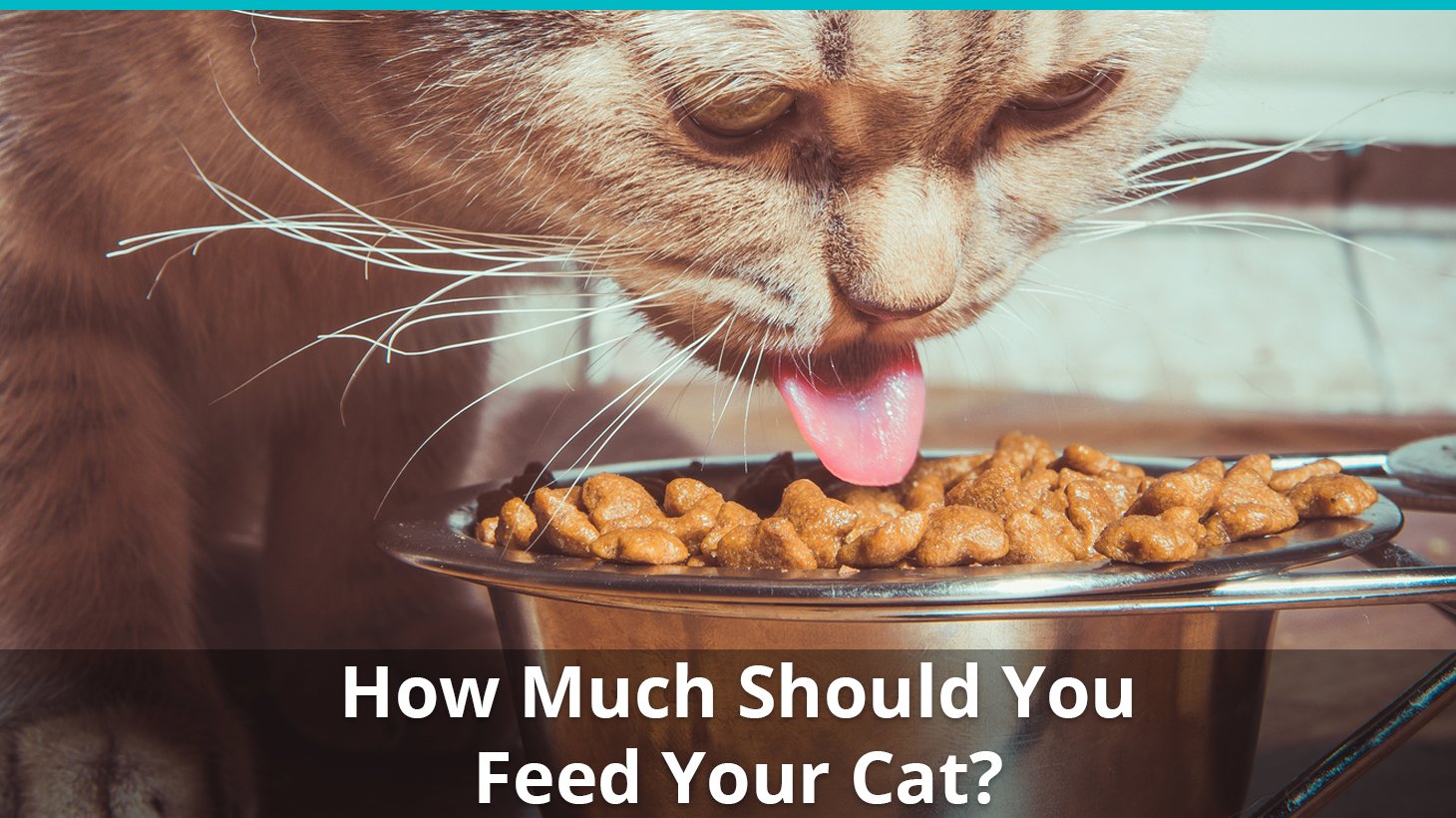 How Much Should I Feed My Cat The Cat Feeding Guide