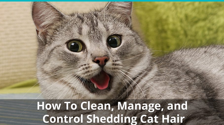 how to cat hair