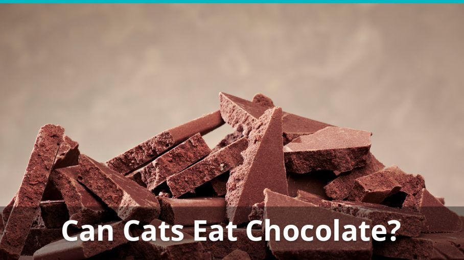 Can Cats Eat Chocolate? Or Is It Bad For Them? We Break It ...
