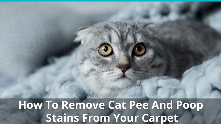 cleaning up cat pee