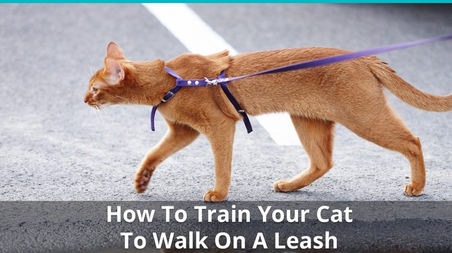 How To Train Your Cat To Walk On A Leash Is That Even Possible