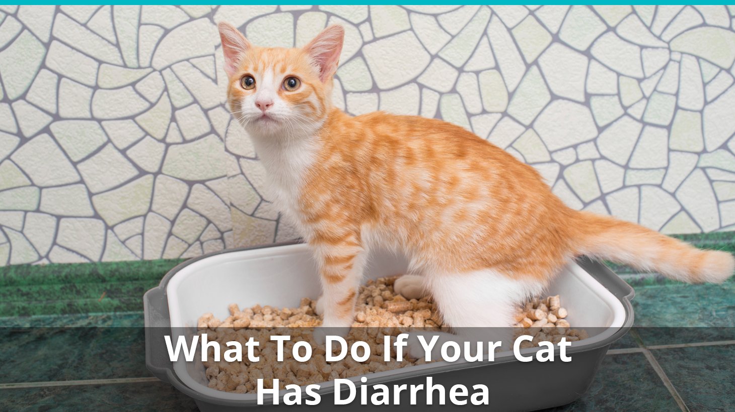 cat with diarrhea not eating