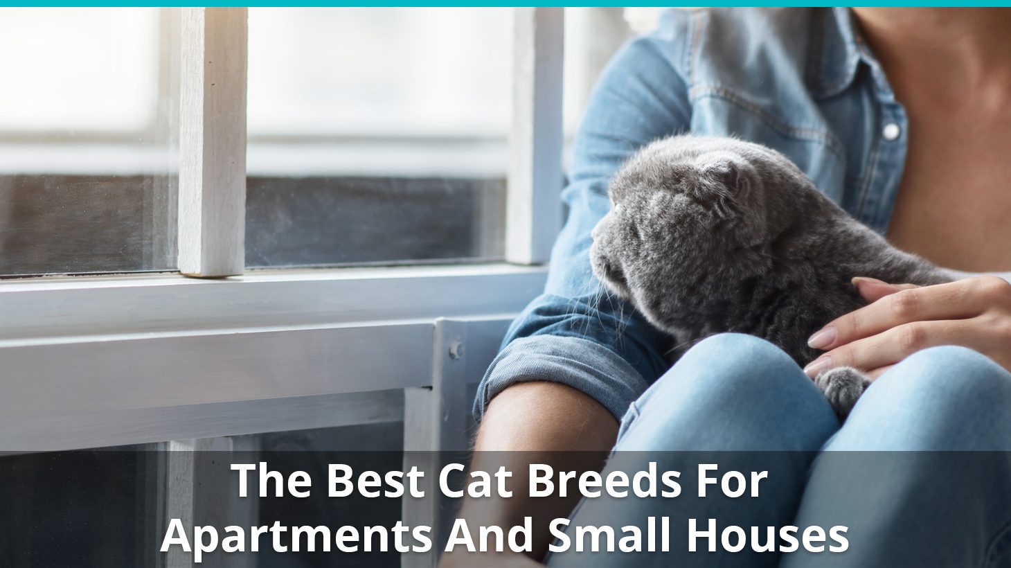 good apartment cats