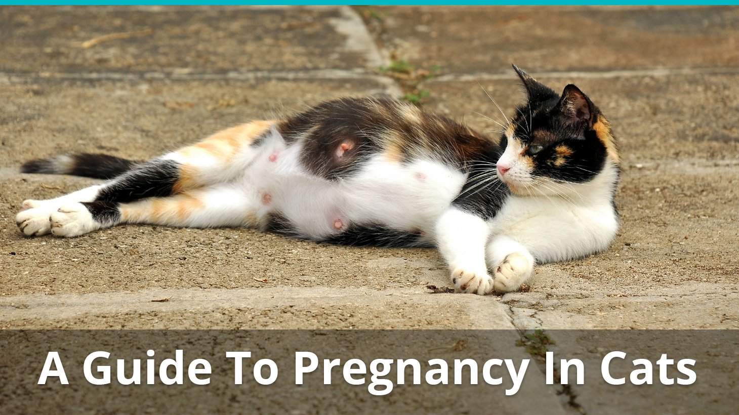 how long is a cat pregnant before it gives birth