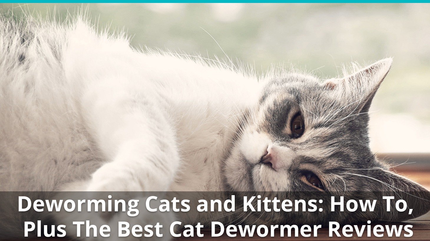 how long do dewormer side effects last in cats
