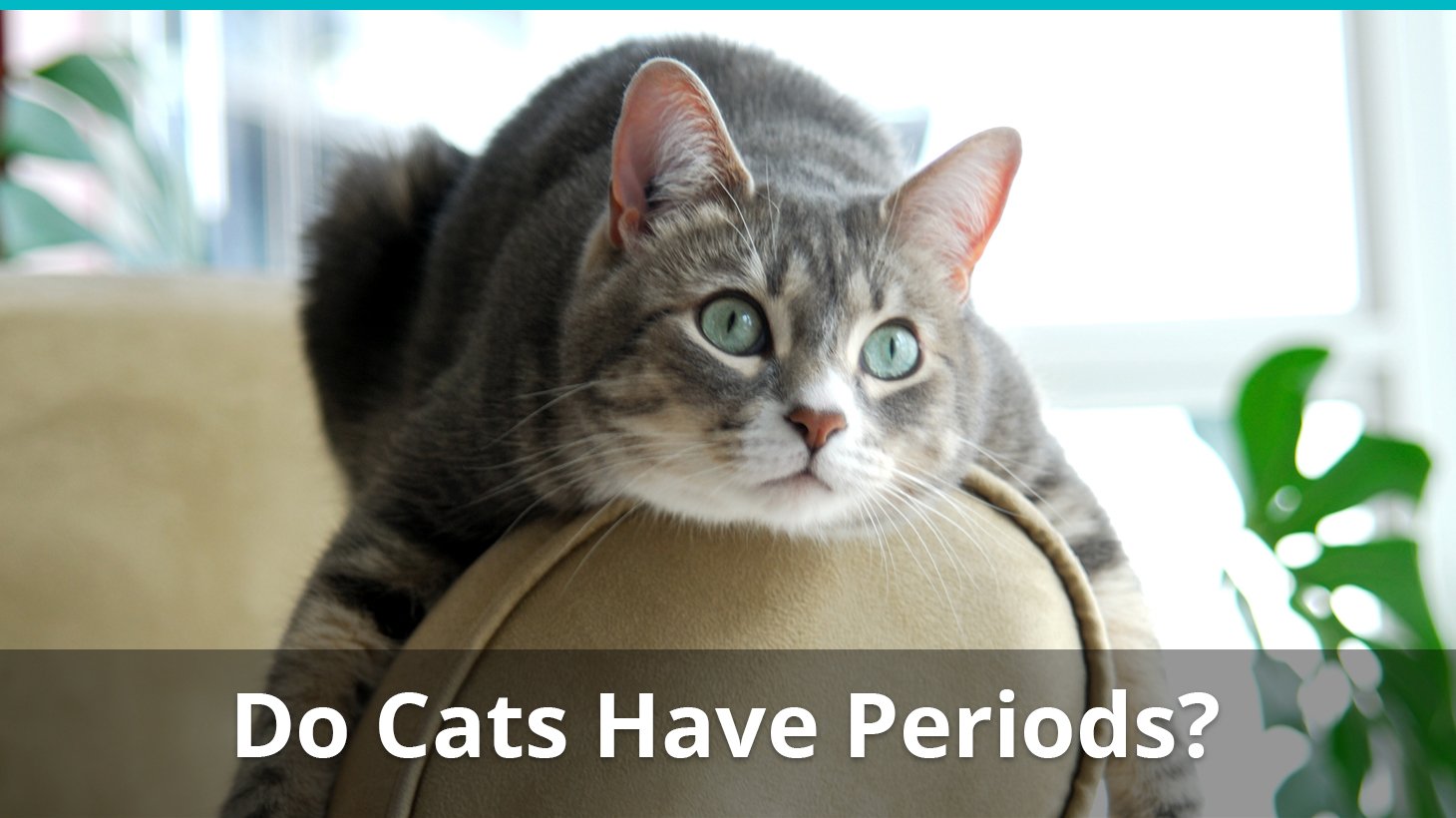 Do Female Cats Have Periods \u0026 Bleed 