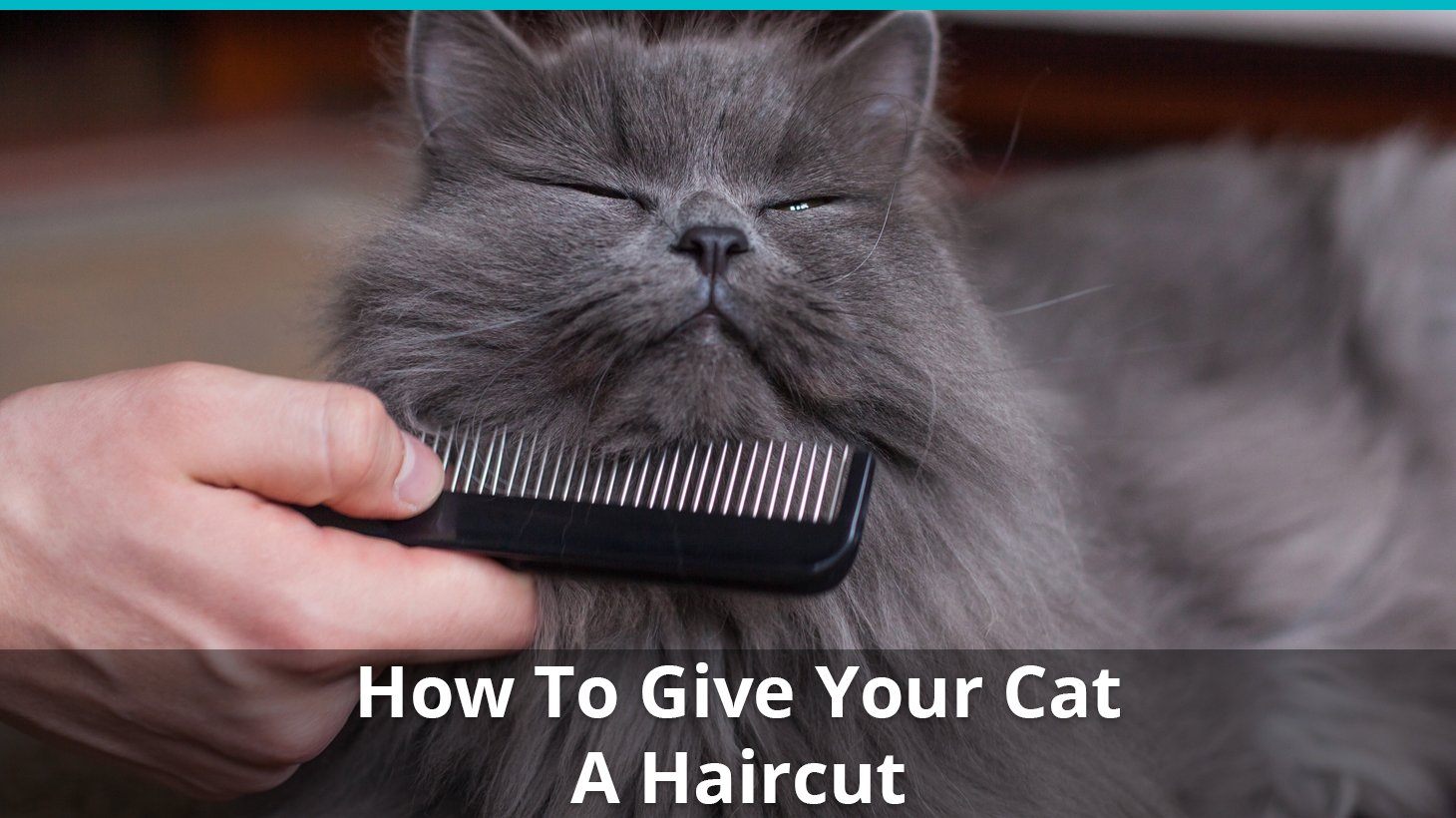 haircut for cats