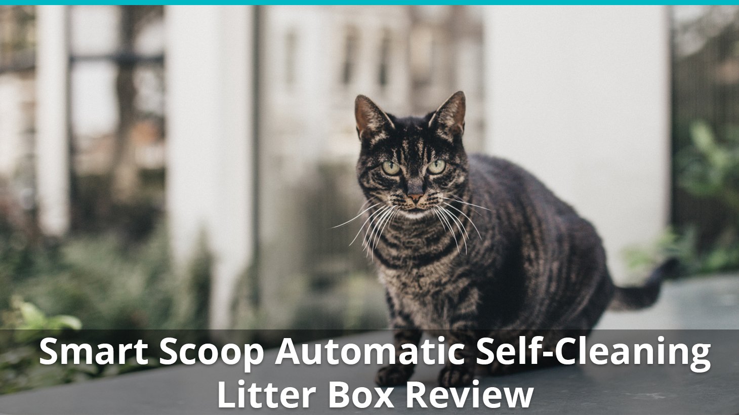 smart scoop automatic litter box