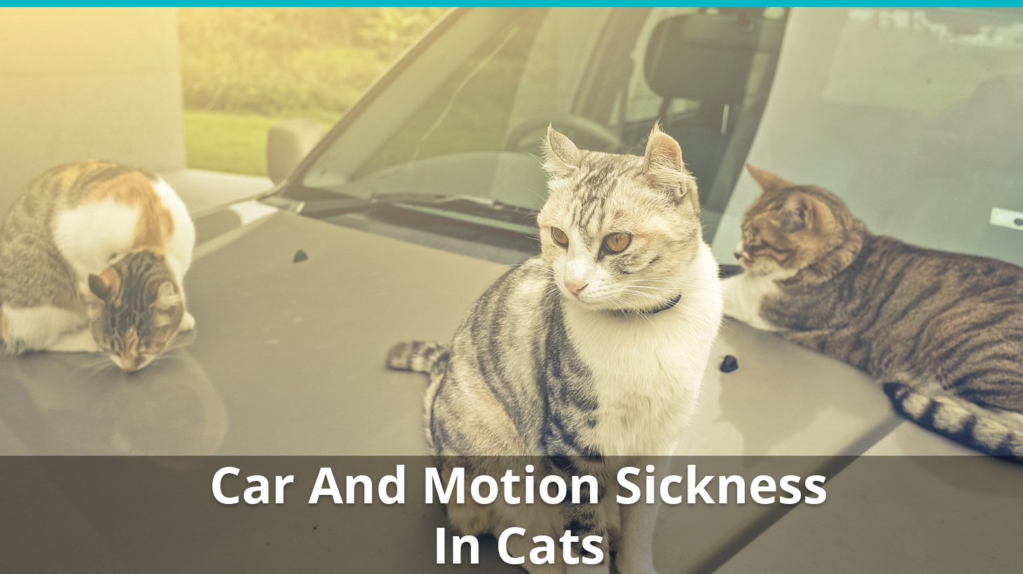 do cats get car sick