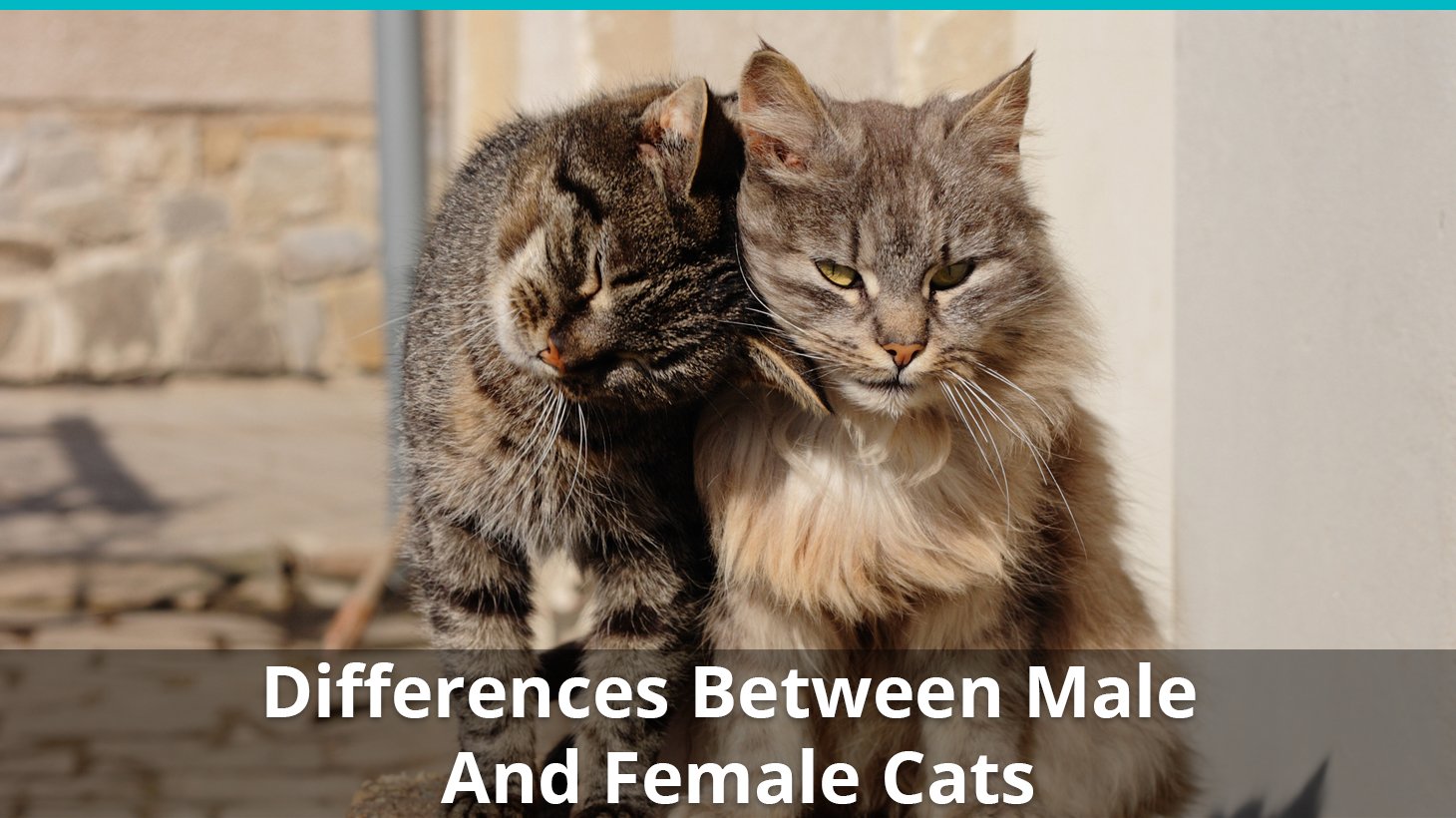 The Differences Between Male And Female Cats: How To Tell ...