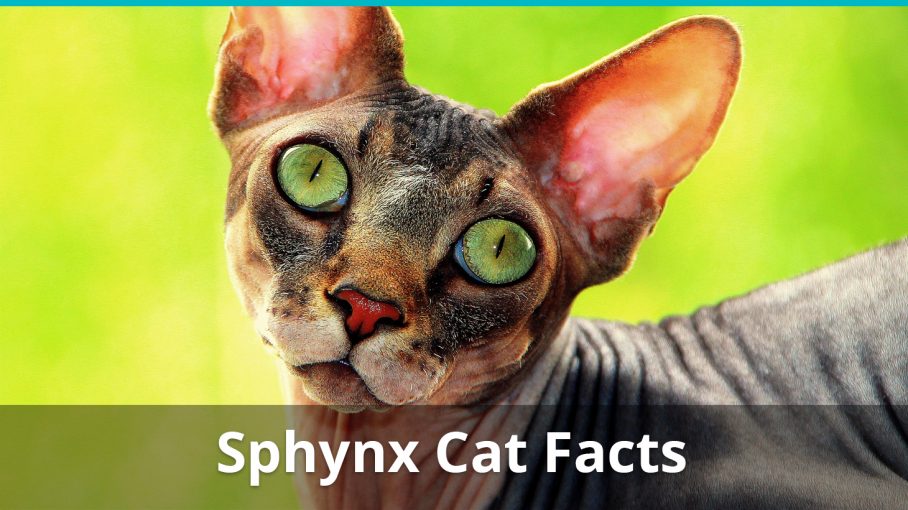 Sphynx Cat Facts Colors Health Issues Nutrition And More Vital Info