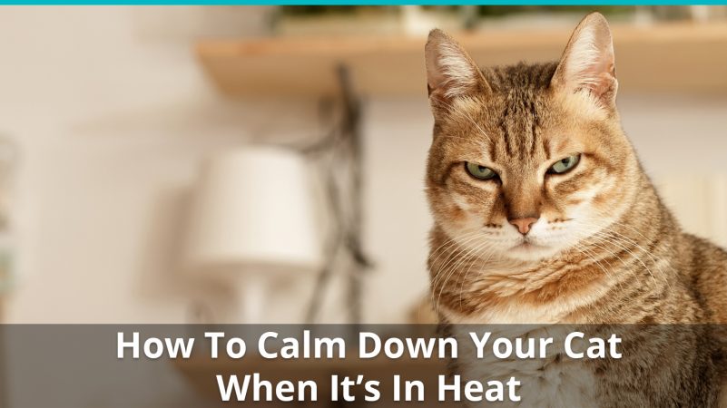How To Help Calm Down A Cat In Heat Calming Remedies