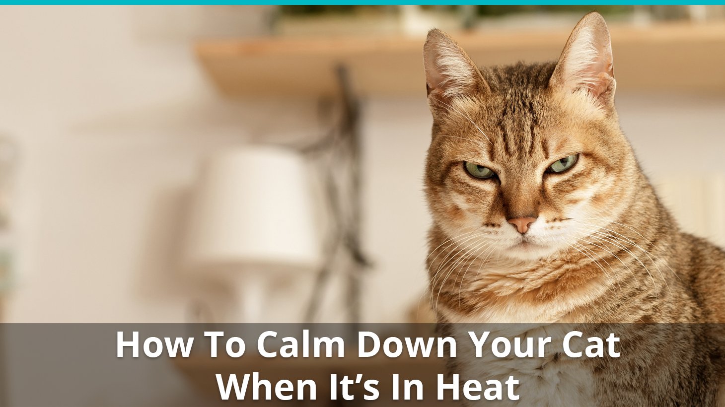 what to do when my cat is in heat