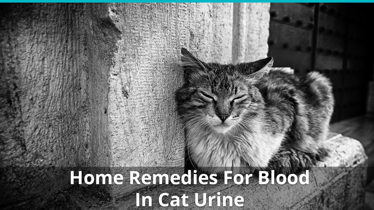 Home Remedies For When There's Blood In Your Cat's Urine