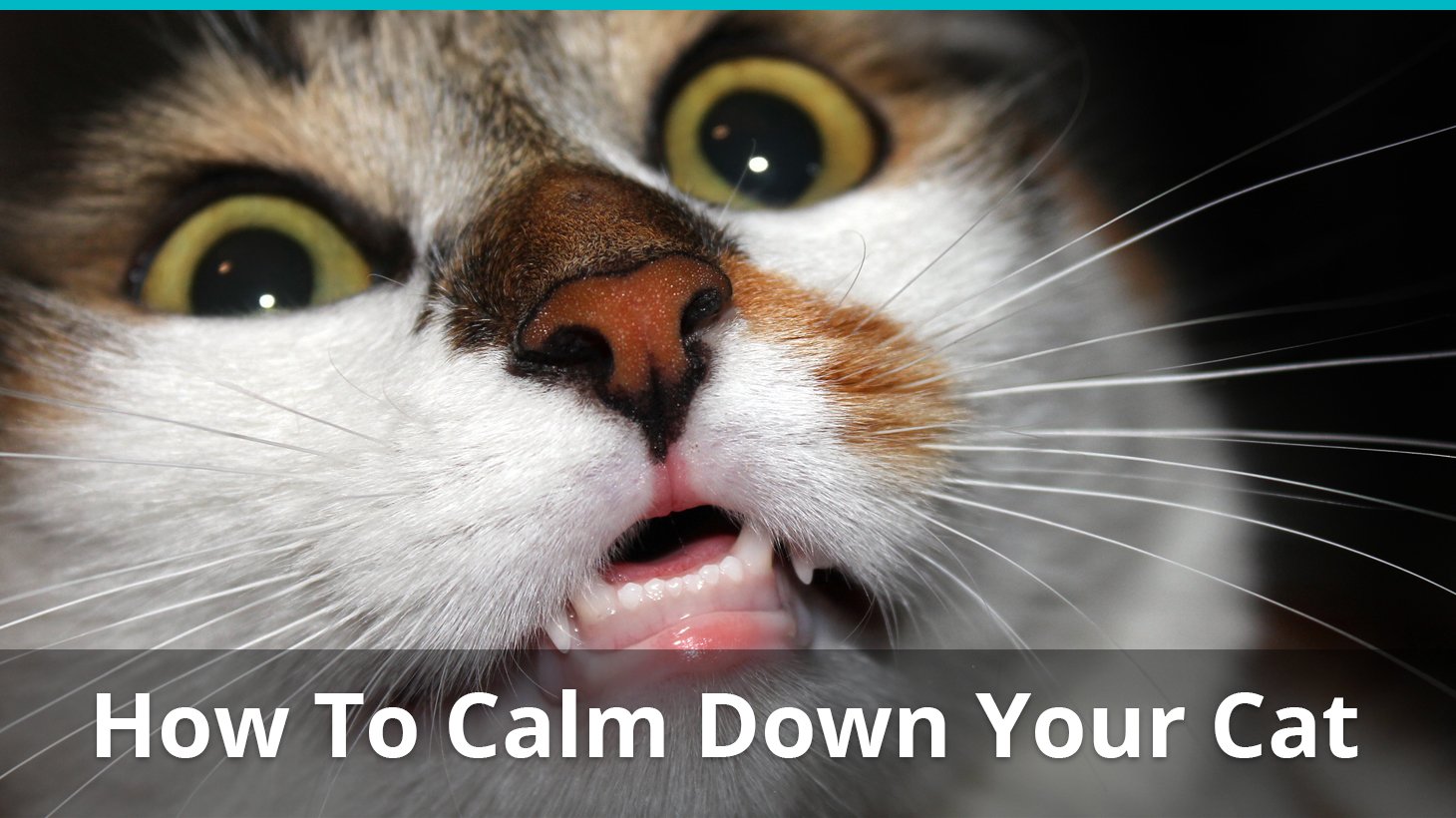 stuff to calm cats down