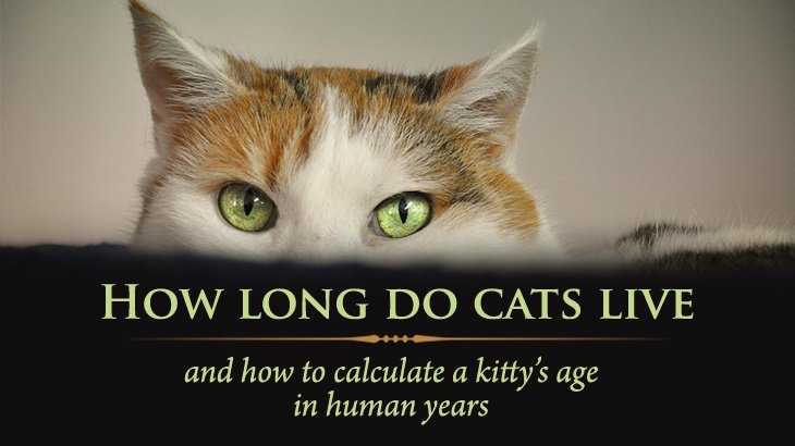 how long does a cat live for in human years
