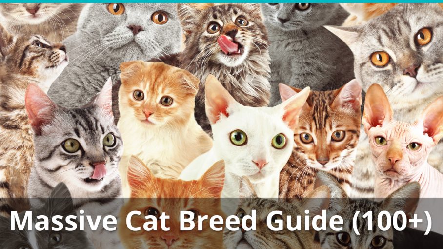 different kinds of cats breeds pictures