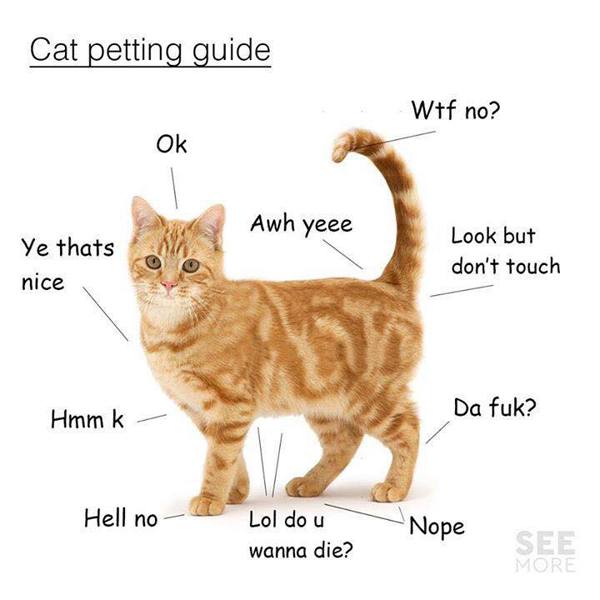 how to pet a cat