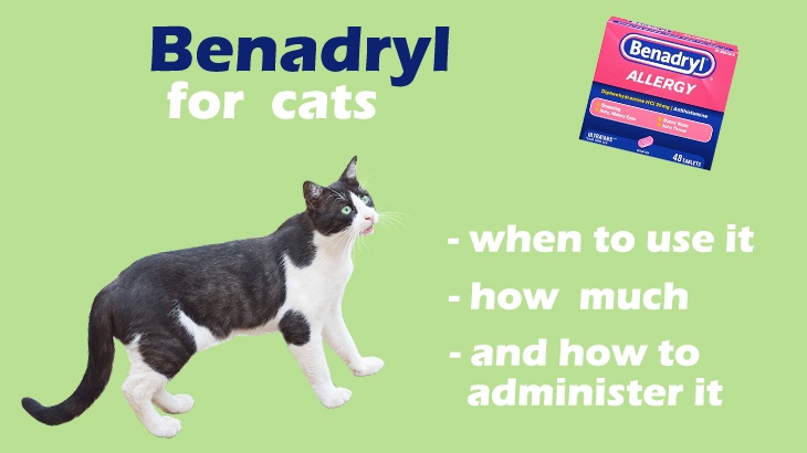 liquid benadryl for cats