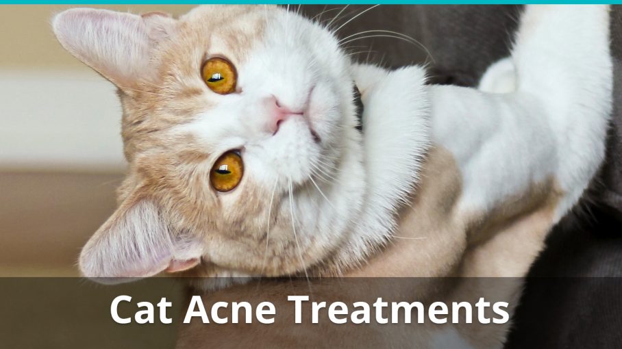 cat acne treatment benzoyl peroxide