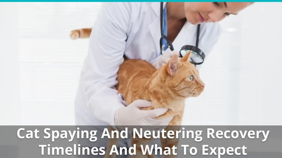 how old does a cat have to be to get neutered