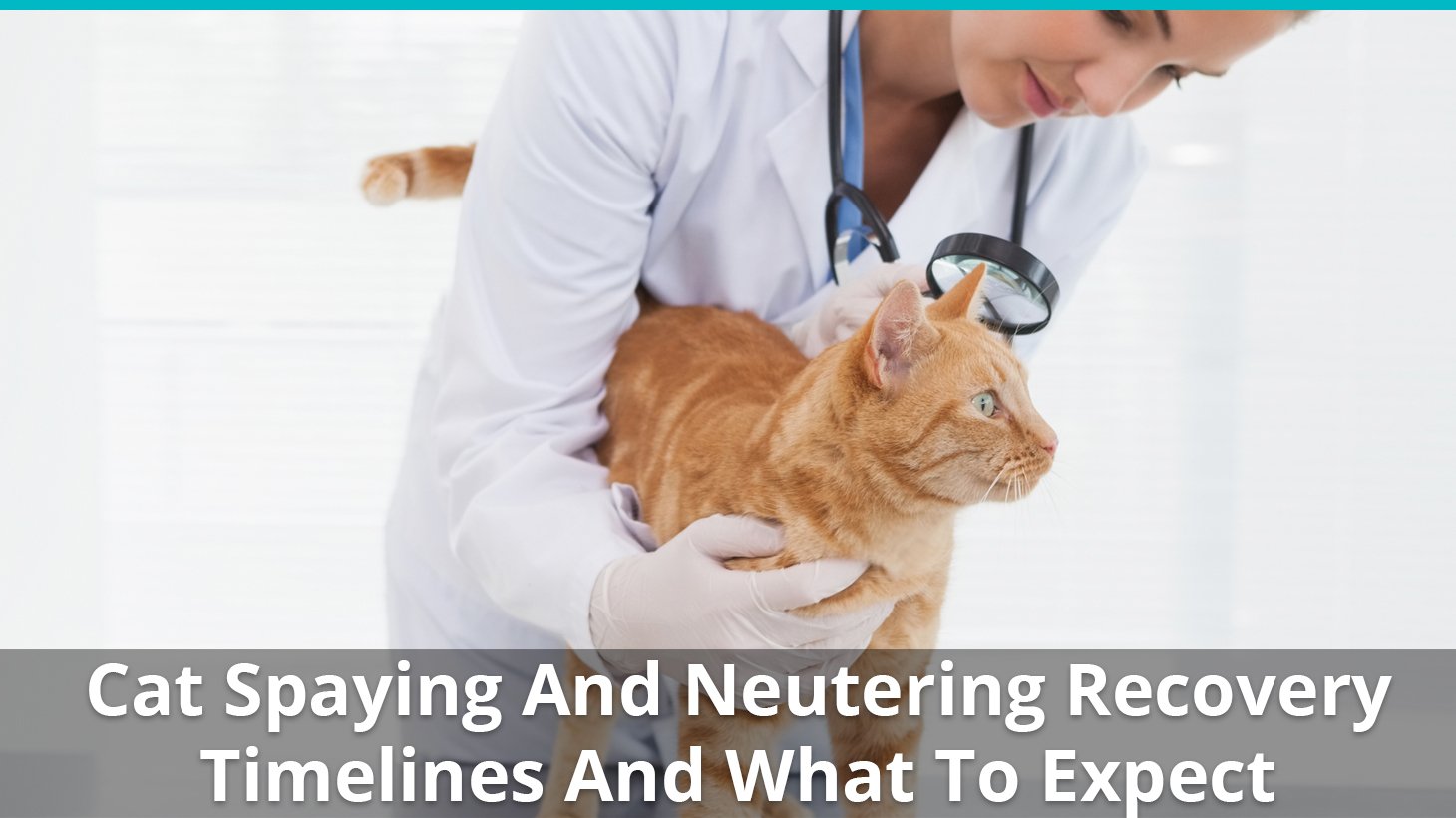 how long for cat to recover from neuter