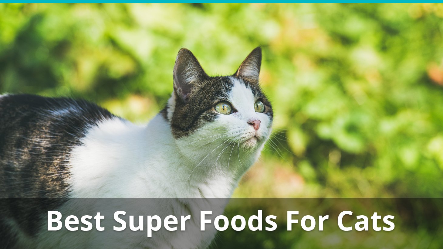 The Best Superfoods For Cats Awesome Foods Cats And Kittens Can Eat