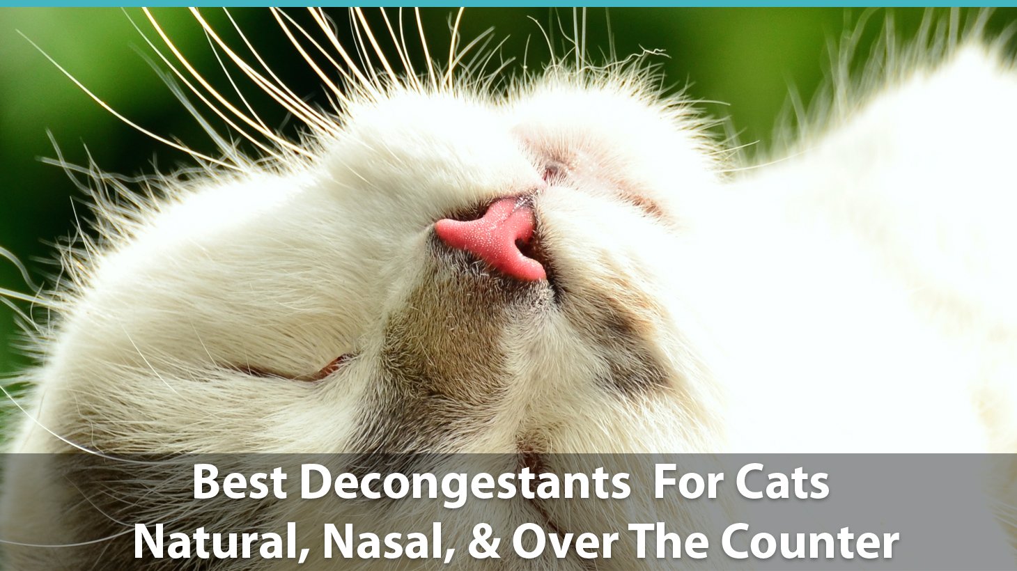 over the counter meds for cats