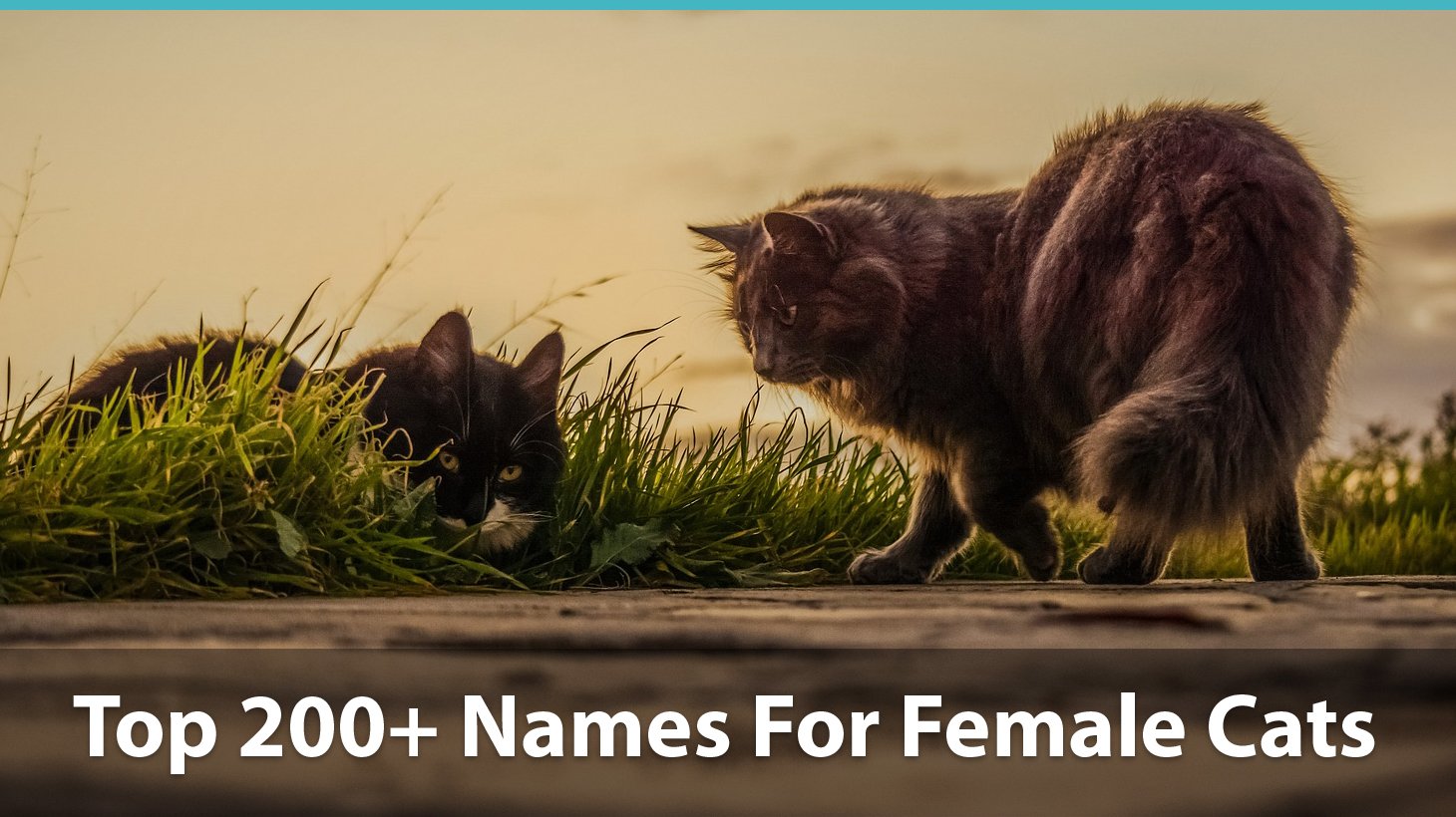good name for female cat