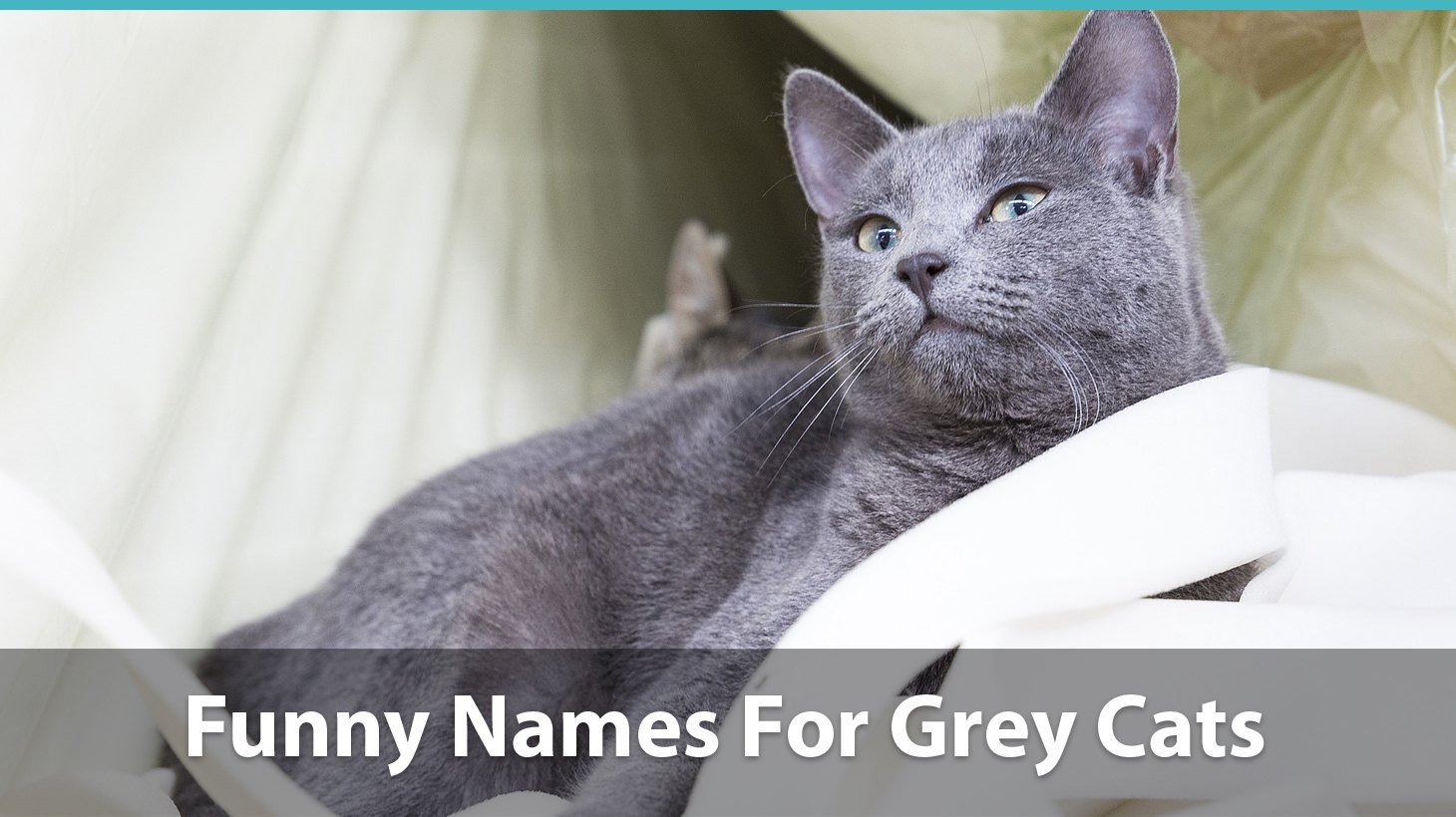 name for grey female cat