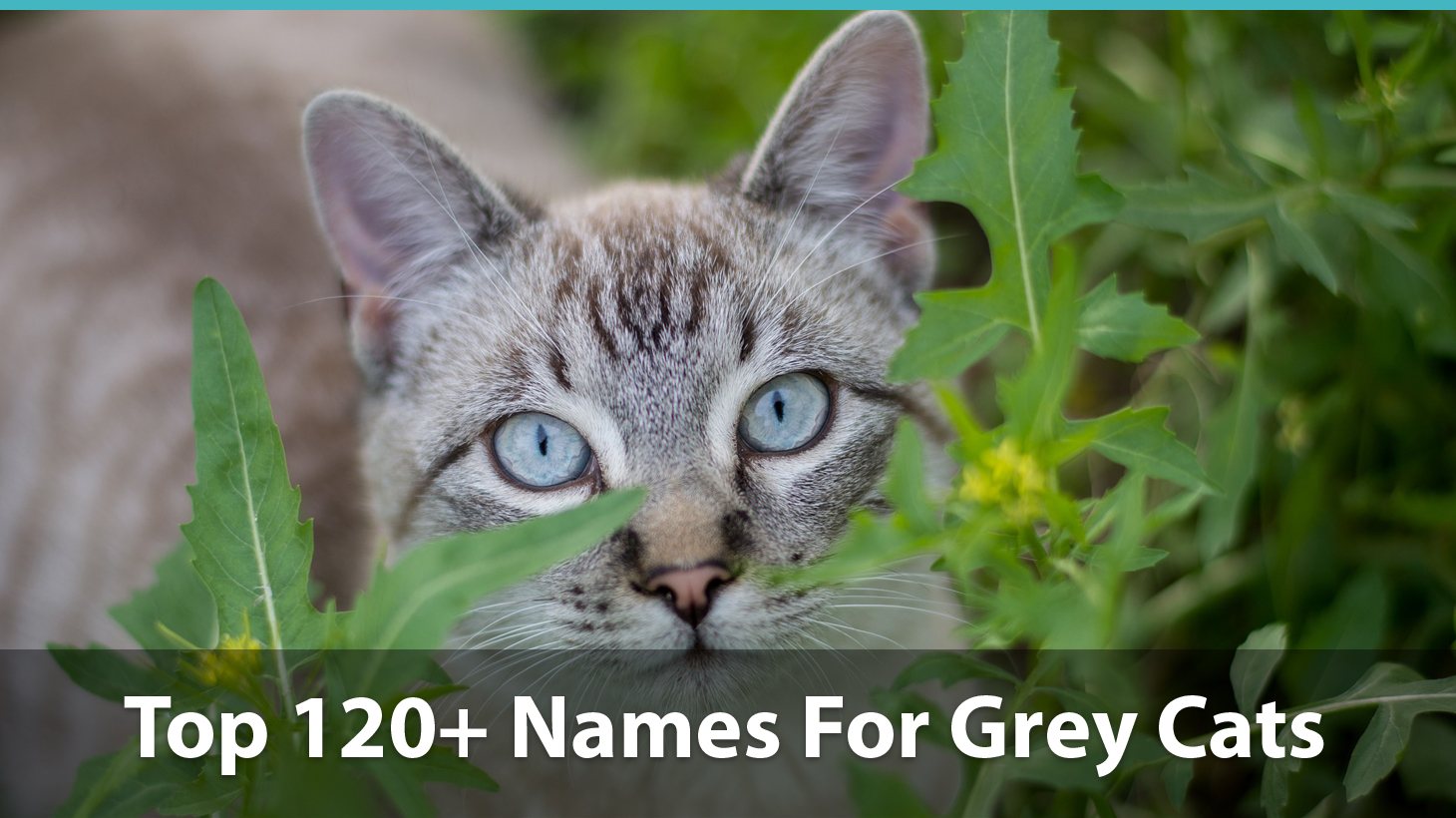 Cool Cat Names For Grey Cats