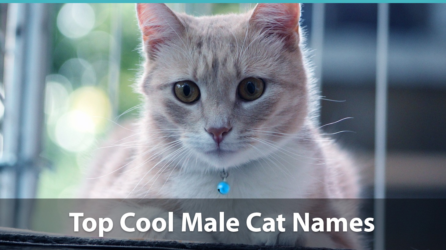 cool cat names for female cats