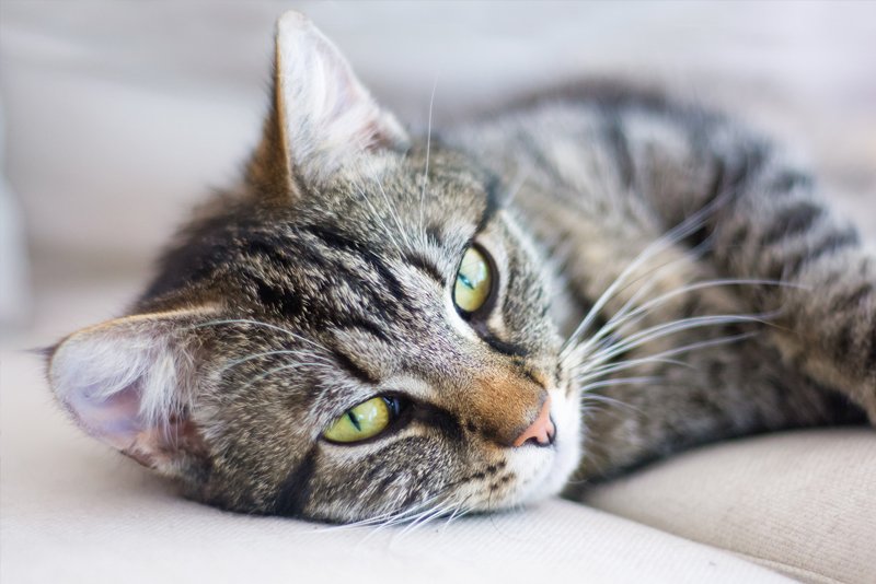 Facts About Tabby Cats | Traits, Health 