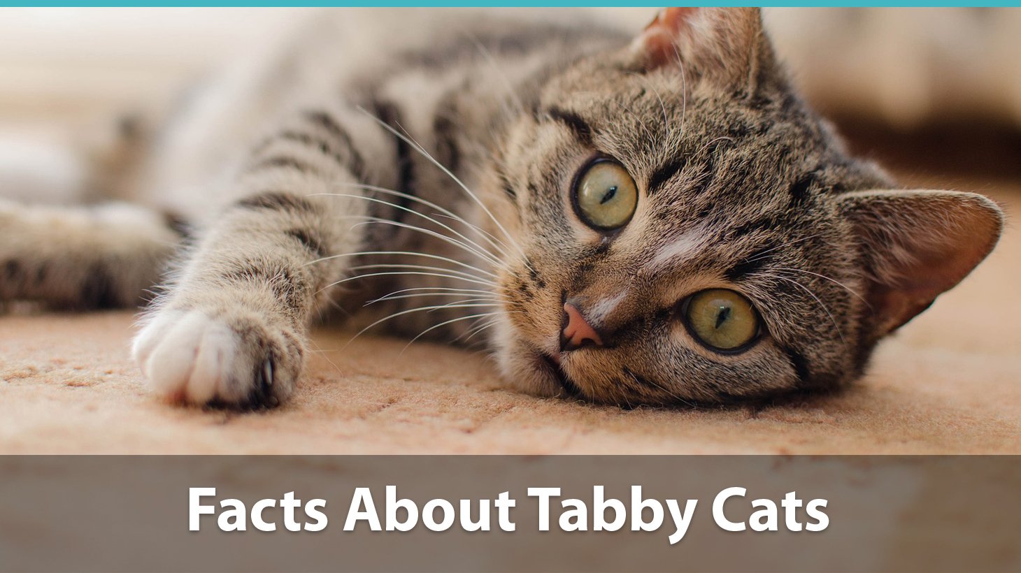 Facts About Tabby Cats | Traits, Health Issues, Price And ...