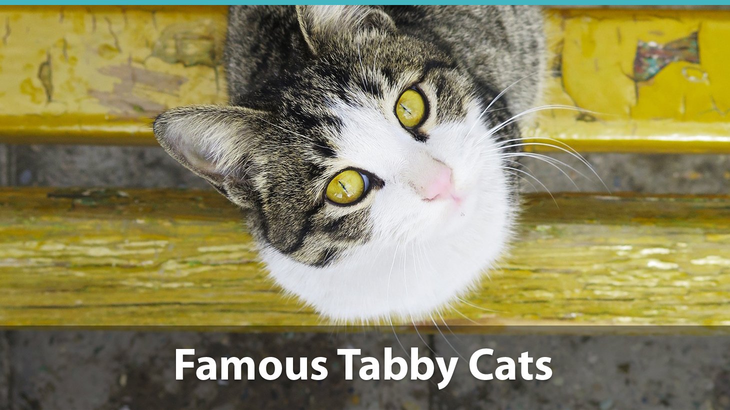 tabby cat price