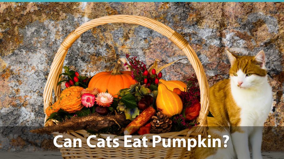 pumpkin for kitten diarrhea