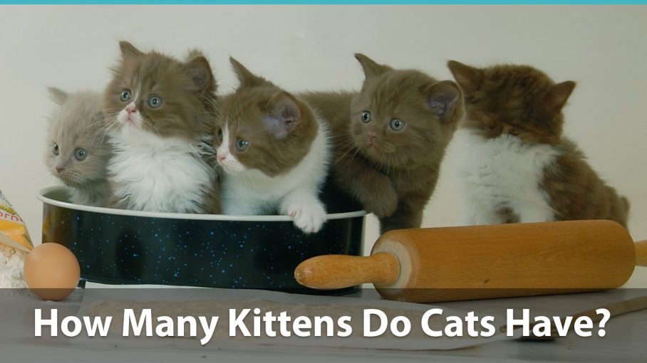 how-many-kittens-can-a-cat-have-per-litter-and-over-a-lifetime