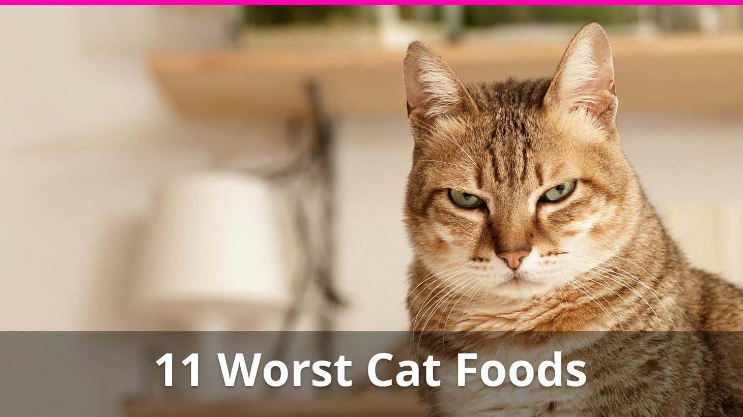 worst wet cat food brands