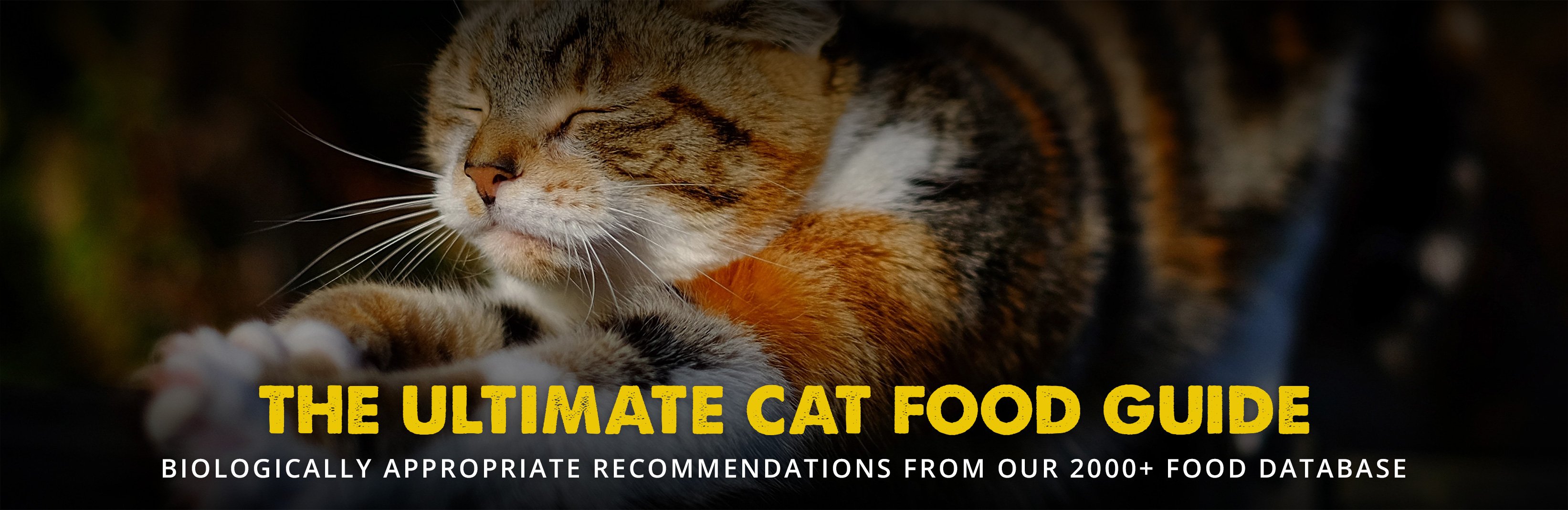 best cat food without fillers