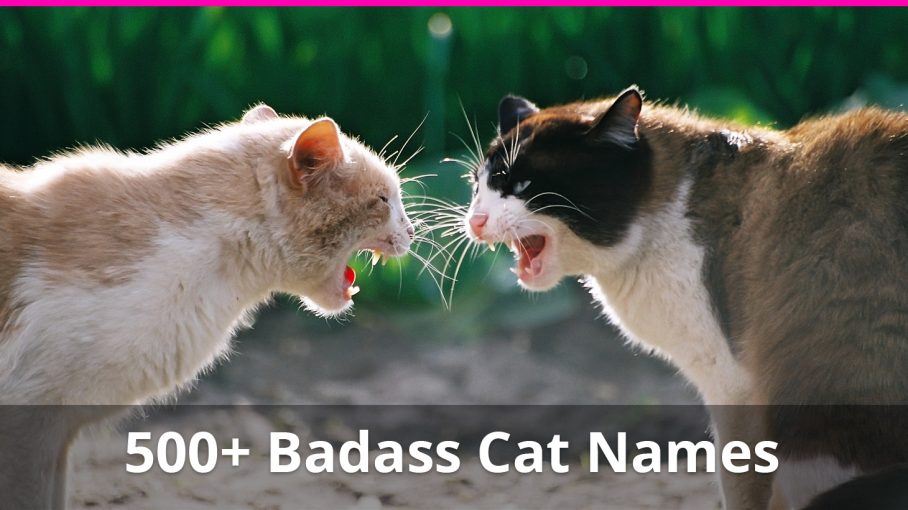 39 HQ Pictures Male And Female Kittens Names / Fabulous Russian Cat Names 55 Powerful Names For Your Cat