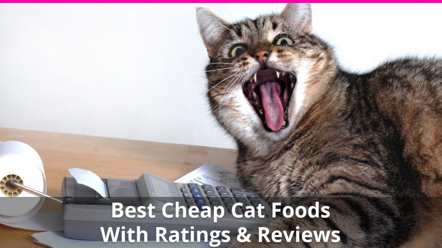 best budget friendly cat food