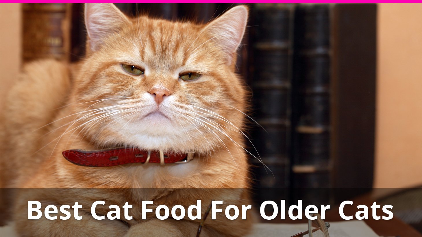 best senior cat food