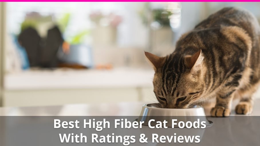 best high fiber canned cat food