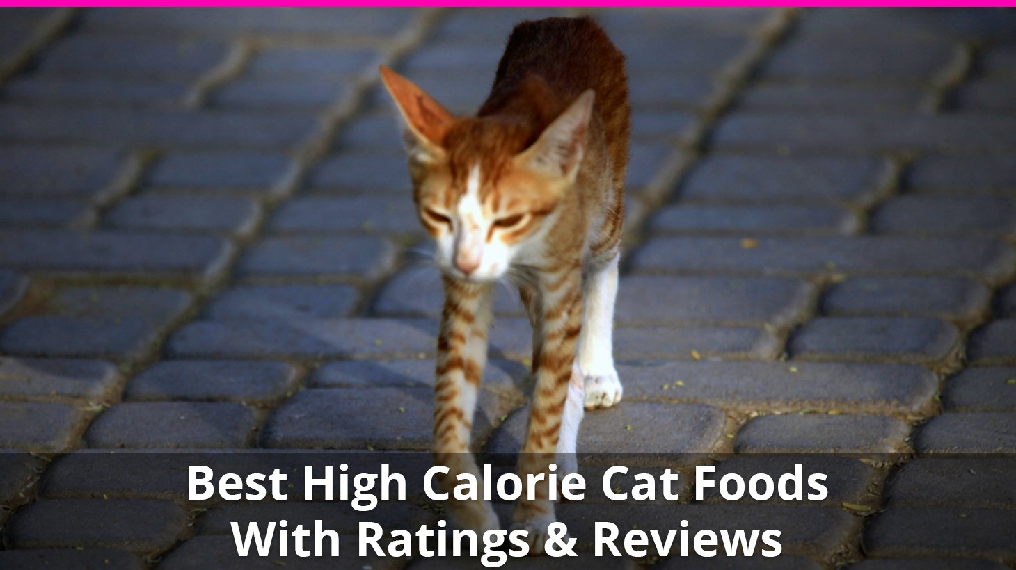 wet cat food for weight gain