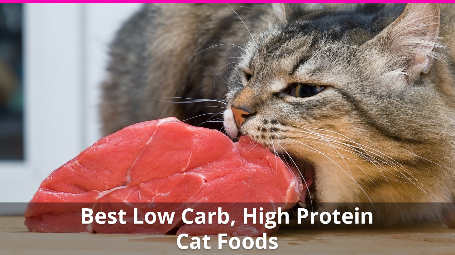 low carb dry cat food