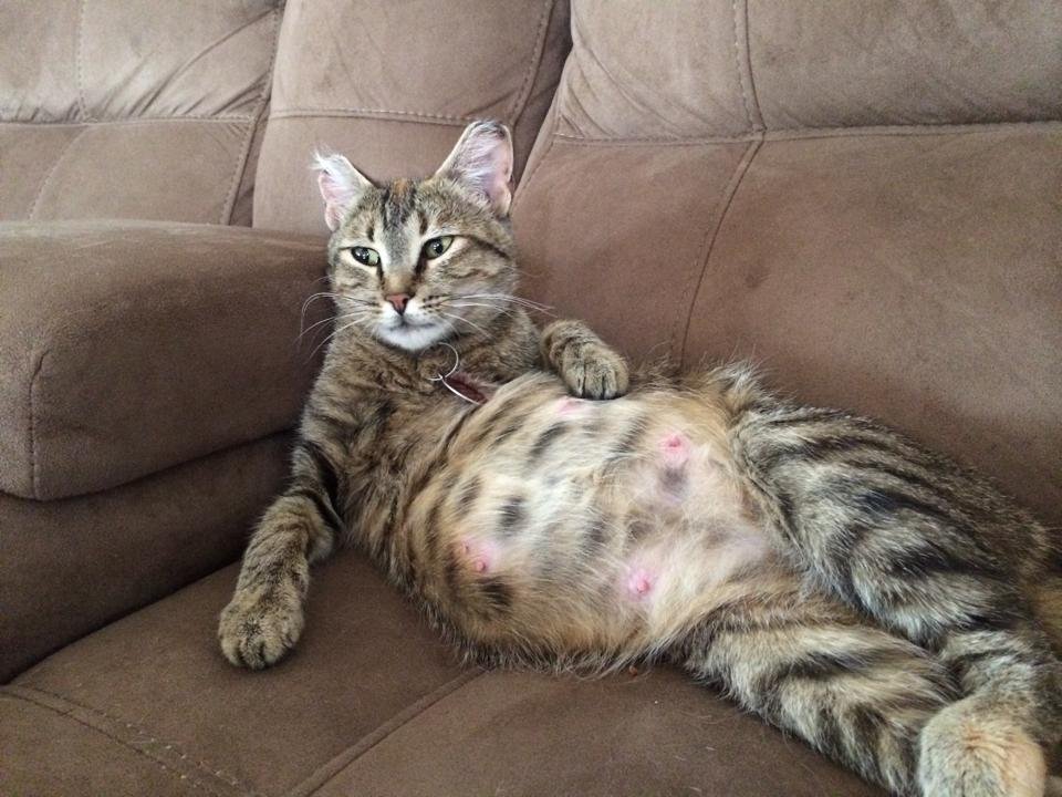 how to tell if the cat is pregnant